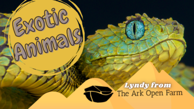 Exotic Animals