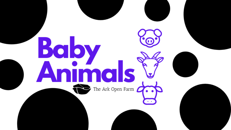 Baby animals